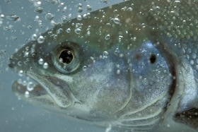 Les spécialistes s’interrogent: pourquoi le saumon ne revient-il pas?