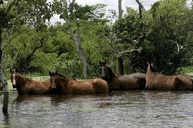 Des chevaux dans une lagune près de Trinidad, en Bolivie