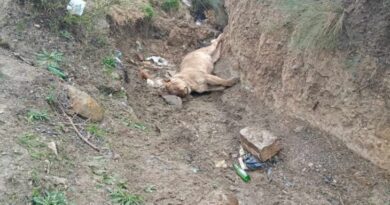 Bordj Bou Arréridj : mystère autour d'une lionne retrouvée morte dans un ravin