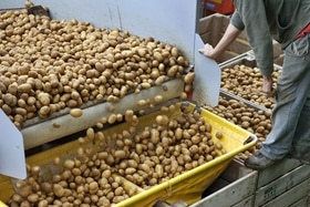 Kartoffeln purzeln aus einer Maschine in eine Kiste