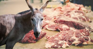 Oran : Des carcasses et des abats d'ânes découverts dans un abattoir clandestin