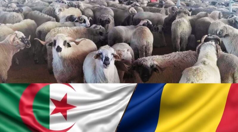 Pour casser les prix de la viande rouge : l'Algérie importe 3000 moutons de Roumanie