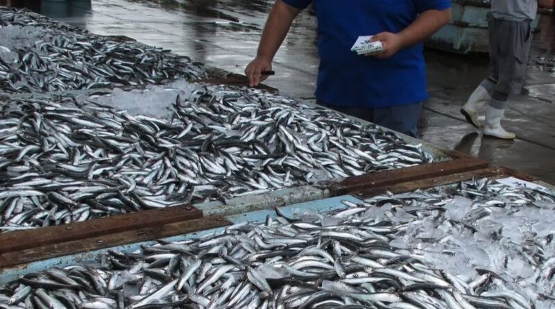 Vente des sardines à 500DA/Kg : quelles sont les wilayas concernées par cette opération ?
