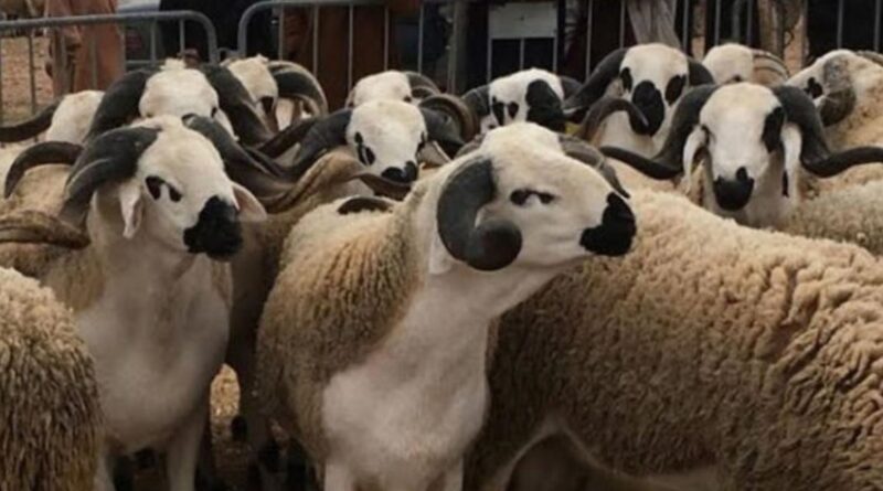 ALVIAR Importe 100 000 moutons de Roumanie pour l'Aïd El-Adha : voici leurs prix