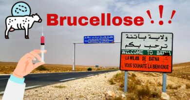 Batna : plusieurs cas de brucellose humaine détectés