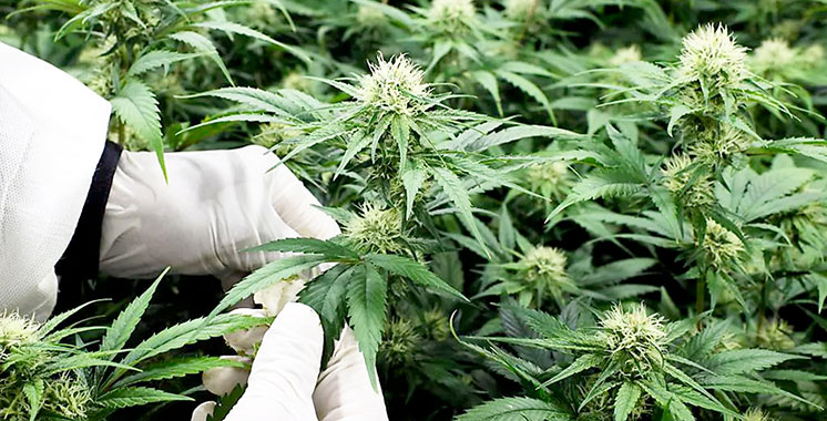 Cannabis licite : Plus de 2.900 autorisations délivrées jusqu’au 23 avril 2024