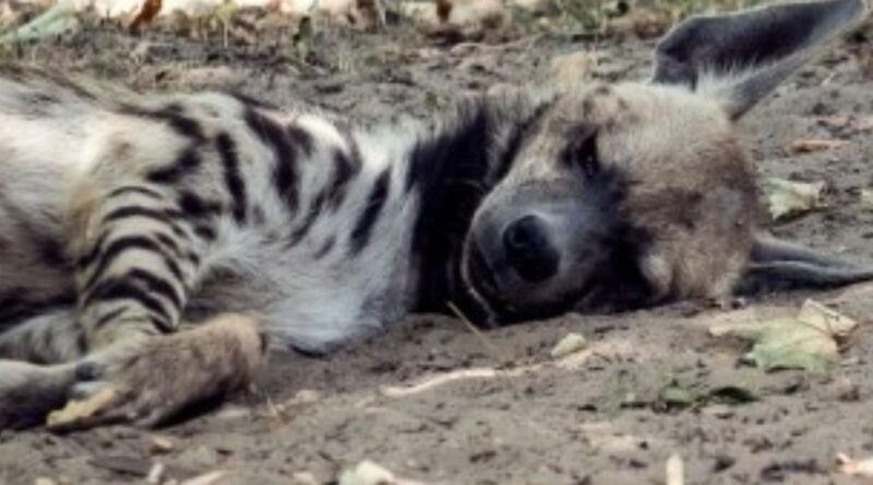 Découverte macabre à Relizane : une hyène rayée, espèce protégée, retrouvée morte