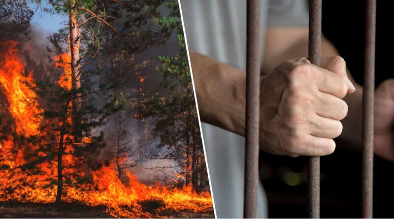 Feux de forêt : 7 ans de prison ferme pour les responsables de l'incendie de Djnan El-Anab