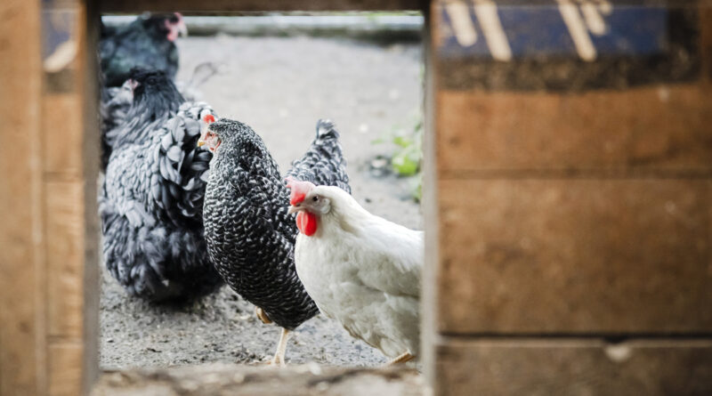 La poule, le nouvel animal domestique qui fait fureur dans les jardins suisses - SWI swissinfo.ch