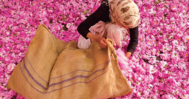 Le 59ème Salon international de la rose à parfum du 3 au 6 mai à Kelâat M’Gouna