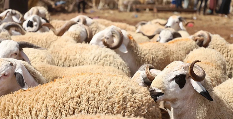 Le gouvernement oeuvre à doubler le nombre d’ovins importés pour l’Aid al-Adha, rassure M.Baitas