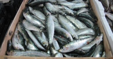 Le ministre de le Pêche explique les raisons de la hausse du prix de la sardine