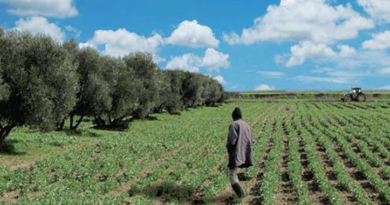 Oriental : Les dernières précipitations ravivent l’espoir des agriculteurs