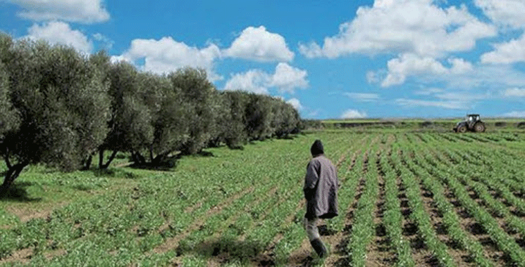 Oriental : Les dernières précipitations ravivent l’espoir des agriculteurs