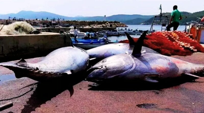 Pêche au thon rouge en Algérie : la campagne de 2024 s'annonce sous d'heureux auspices