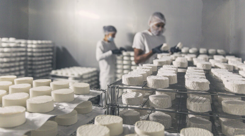 Produire du fromage vegan en Suisse reste un défi  - SWI swissinfo.ch