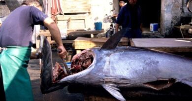 Campagne de pêche au thon rouge lancée : l'Algérie double son quota pour cette saison