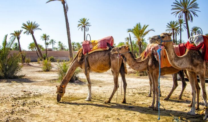 L'Algérie arrive à la 98ᵉ place à l'échelle internationale.