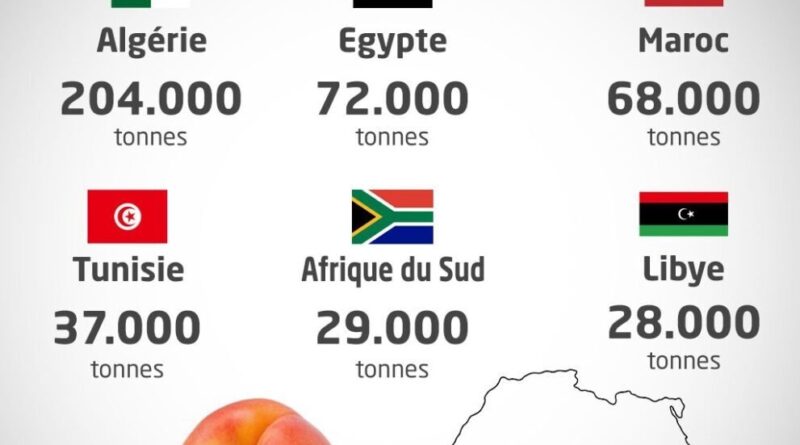 L'Algérie 1er producteur d’abricots en Afrique : les prix vont-ils enfin s'effondrer ?