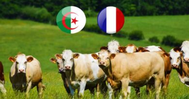 Embargo sur les vaches françaises : l'Algérie reste ferme malgré les efforts de la France