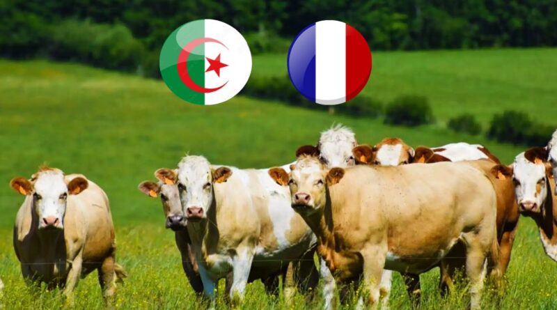 Embargo sur les vaches françaises : l'Algérie reste ferme malgré les efforts de la France