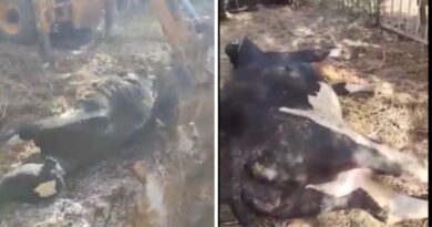 Mystérieuse maladie bovine à Blida : Au moins 40 vaches mortes et le nombre de cas explose