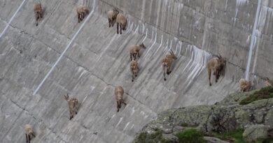 Un troupeau de bouquetins escalade le barrage de Salanfe pour un pique-nique acrobatique