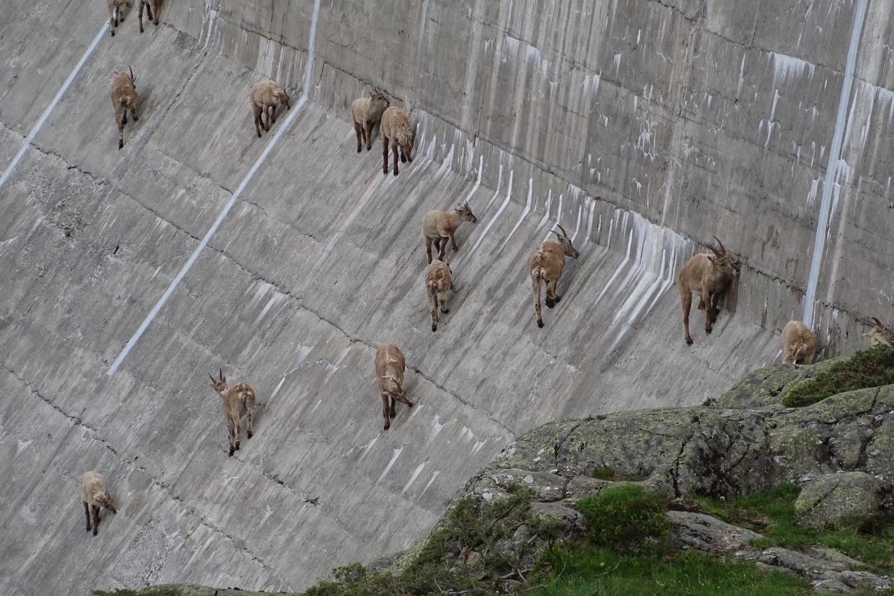 Sur cette photo, on voit les bouquetins léchouiller la paroi du barrage.