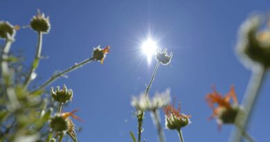 Bulletin Météo Algérie du jeudi 18 juillet : fin de semaine caniculaire en perspective !