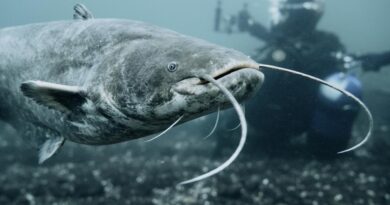 Doit-on craindre le silure, ce poisson géant?