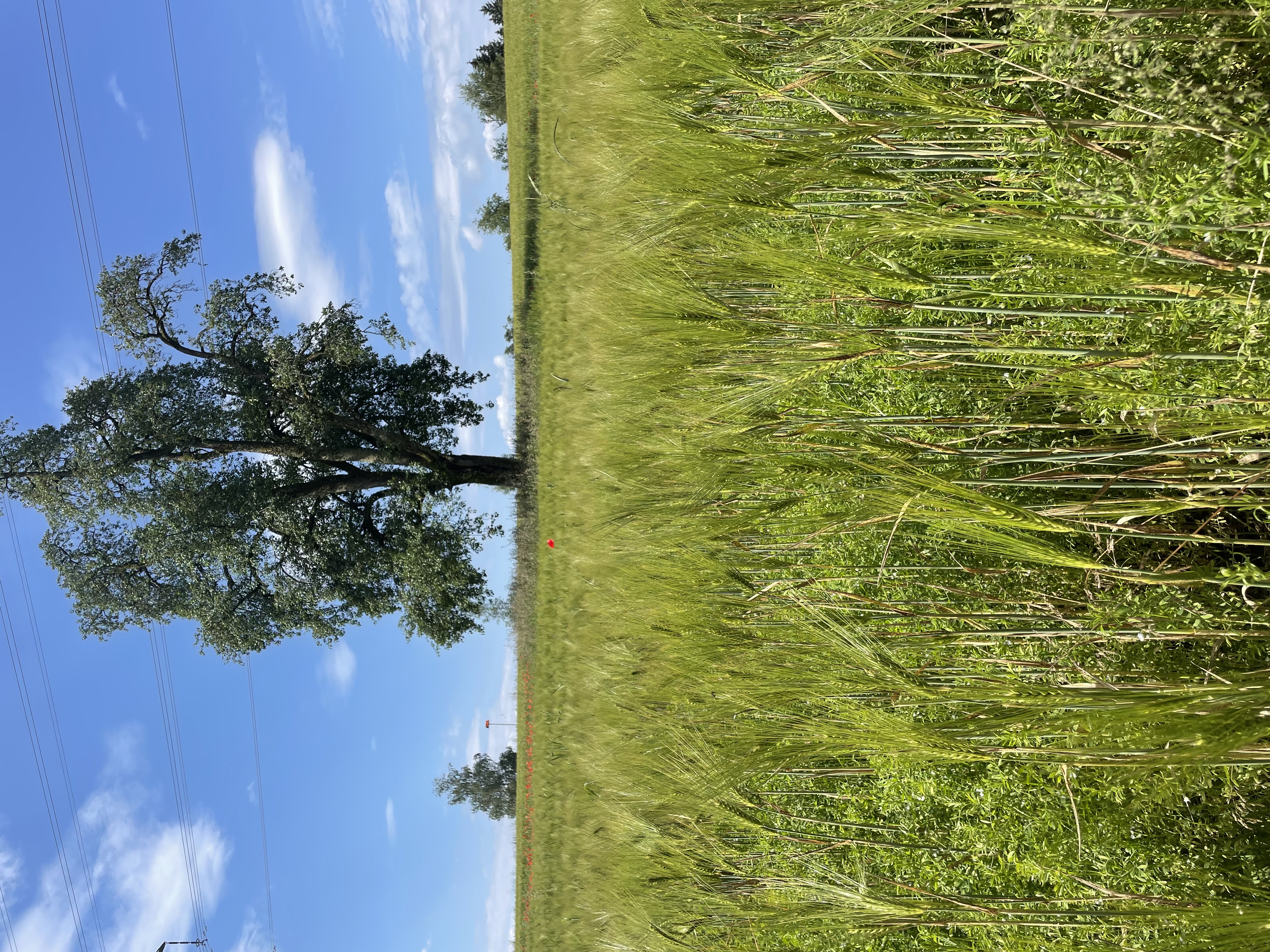 Champ de lentilles et d'orge avec un arbre en arrière-fond.