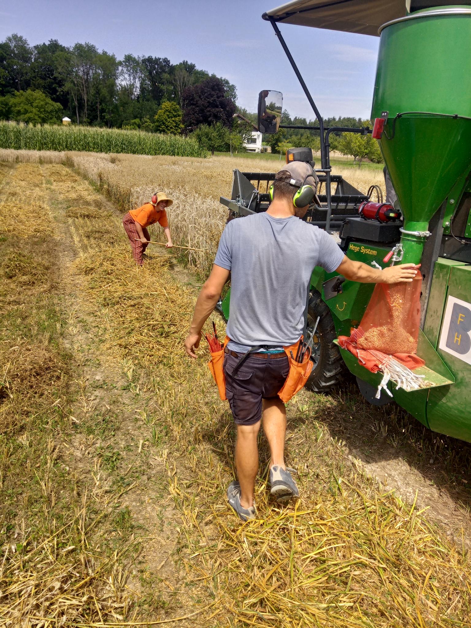 Moissonneuse-batteuse dans un champ