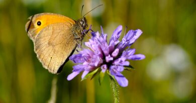 Le recul de la biodiversité en Suisse en six graphiques