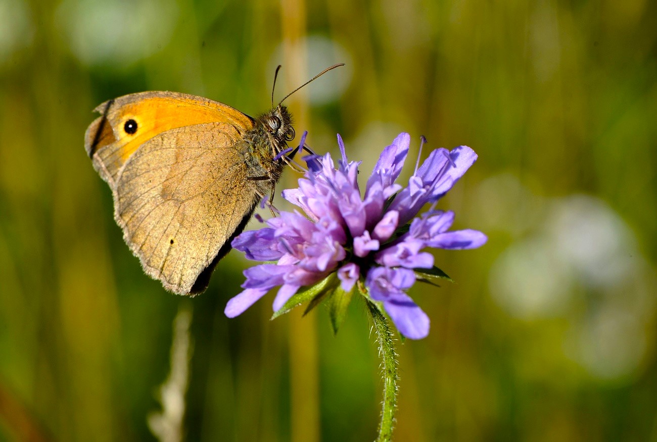 papillon sur une fleur