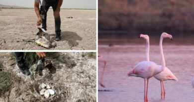 L'info a fait le tour du monde : des bénévoles Algériens sauvent 300 flamants roses