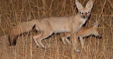 Un renard pâle aperçu pour la première fois dans le Sahara algérien (Vidéo)