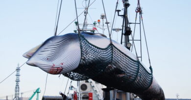 Chasse à la baleine, ou comment le Japon s’affranchit du droit international 