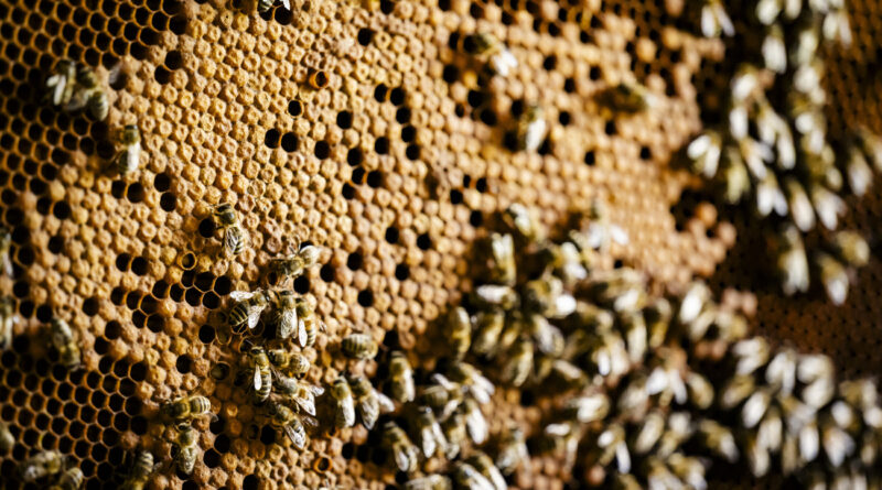 Face à un miel «dur comme du béton», des apiculteurs suisses désespèrent