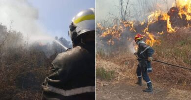 Feux de forêt en Algérie : plusieurs feux déclarés à travers le pays