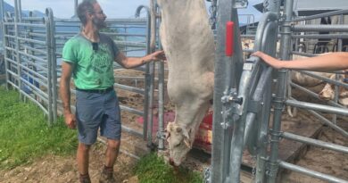 L’abattage à la ferme: plus de temps et moins de stress pour les animaux