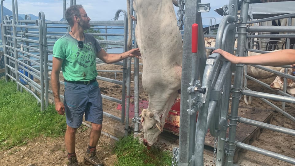 Homme debout devant une vache morte suspendue par les pieds