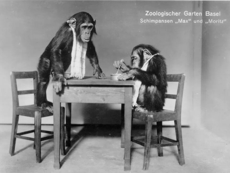 deux chimpanzés