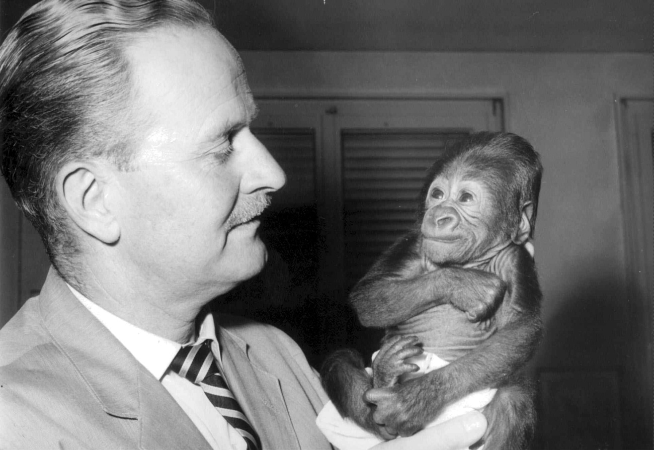 Ernst Lang, alors directeur du zoo de Bâle, porte le bébé gorille Goma: les succès liés à la reproduction en captivité ont initié un changement de mentalité dans l'élevage des animaux.