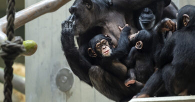 Les primates au zoo de Bâle: une histoire de changement et de progrès