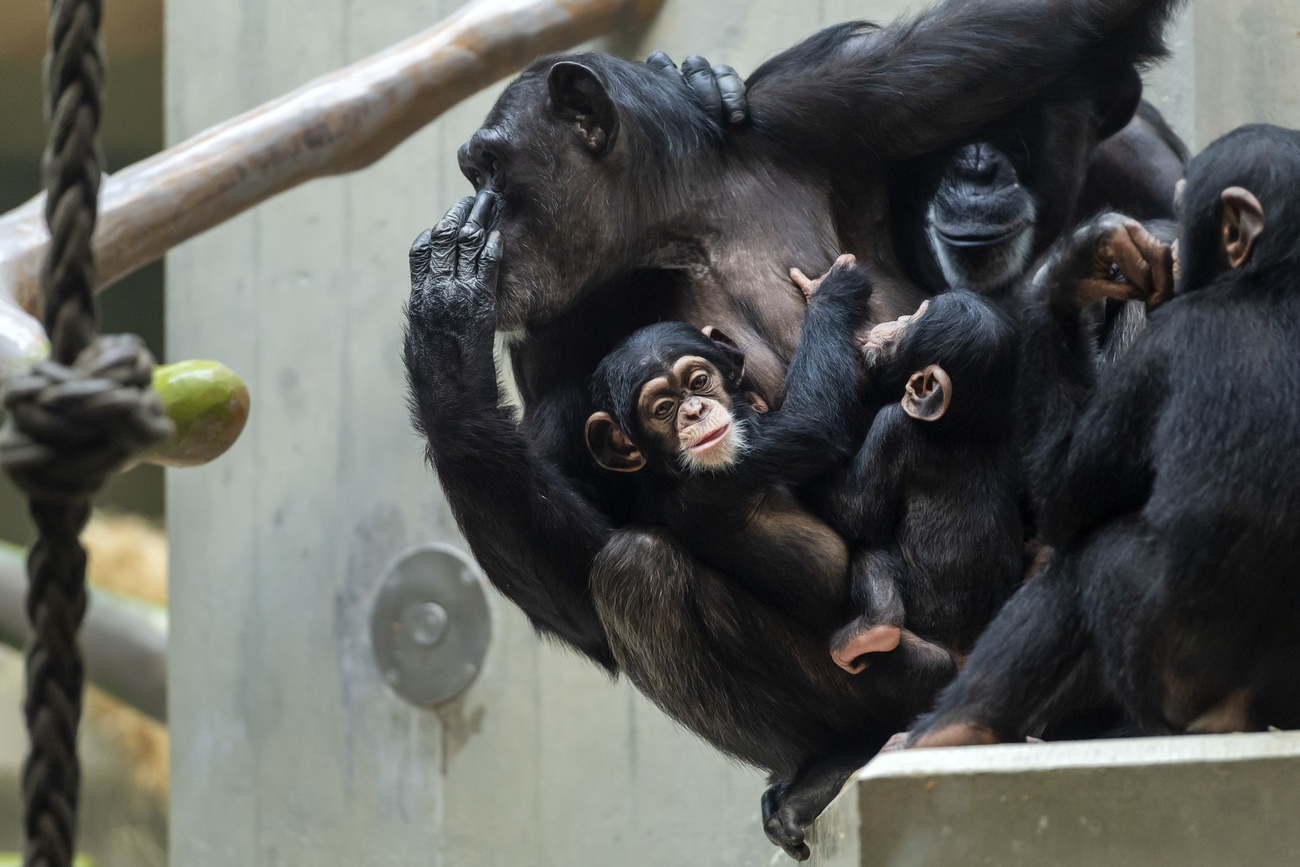 Des chimpanzés dans leur enclos au zoo de Bâle.