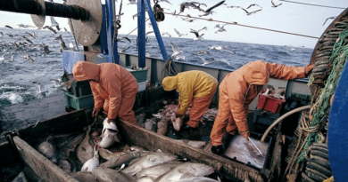 Port de Nador : Baisse de 9% des débarquements de la pêche à fin juillet