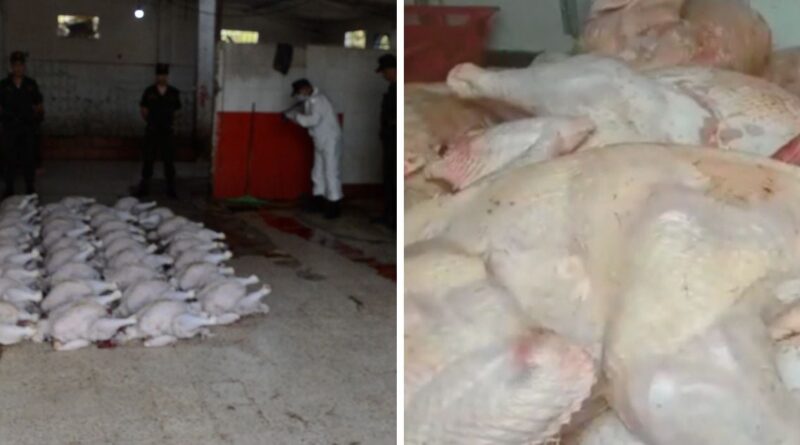 Scandale de viande avariée à Alger : Saisie de 10 quintaux de dindes impropres à la consommation