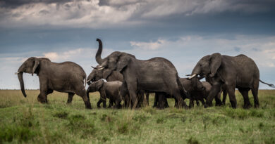 Un milliardaire suisse au secours des éléphants du Kenya