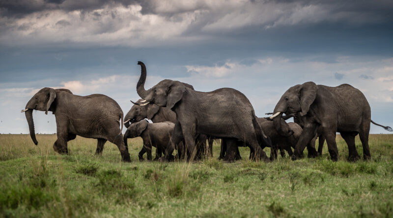 Un milliardaire suisse au secours des éléphants du Kenya