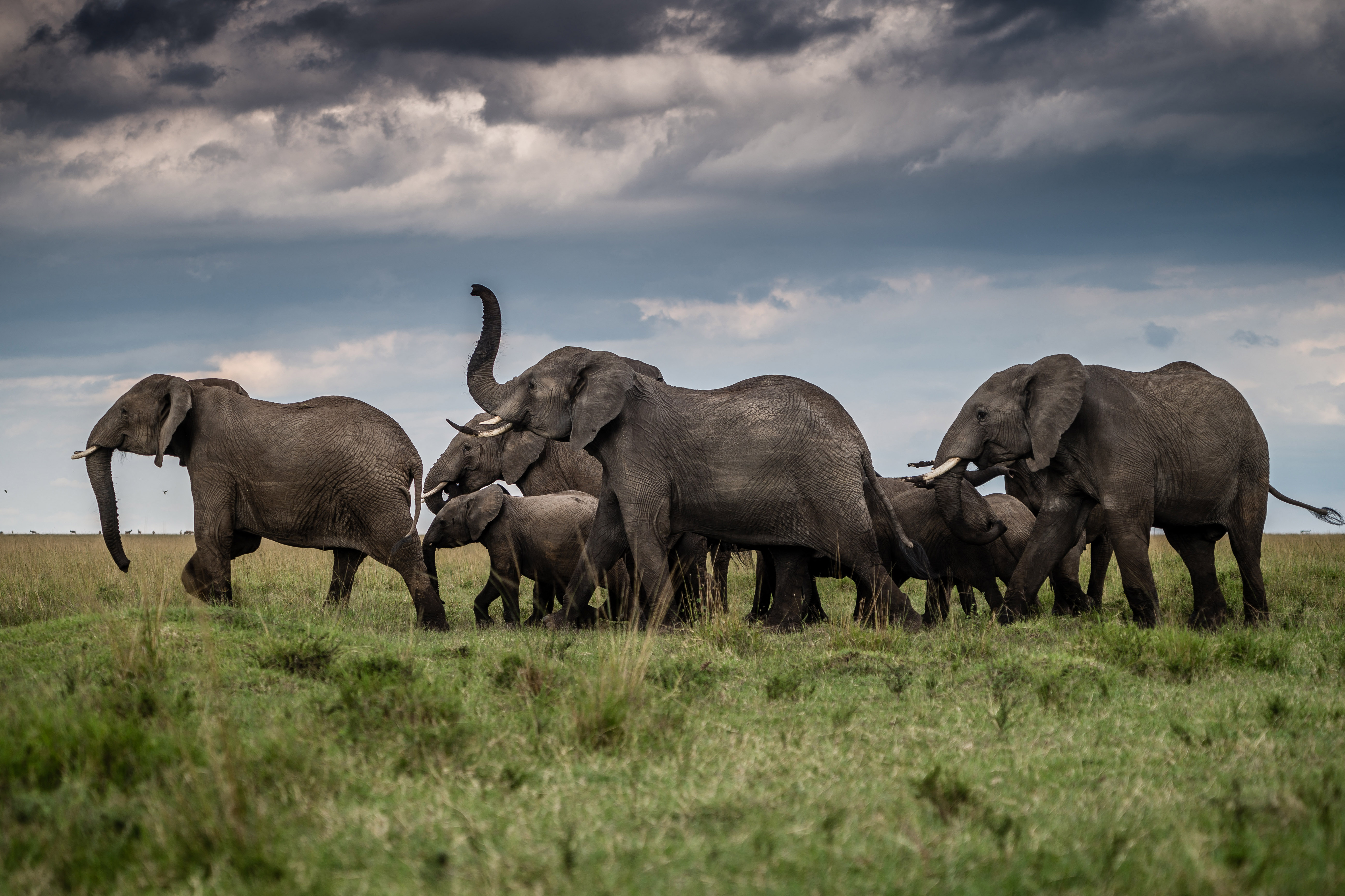 Groupe d'éléphants dans la nature